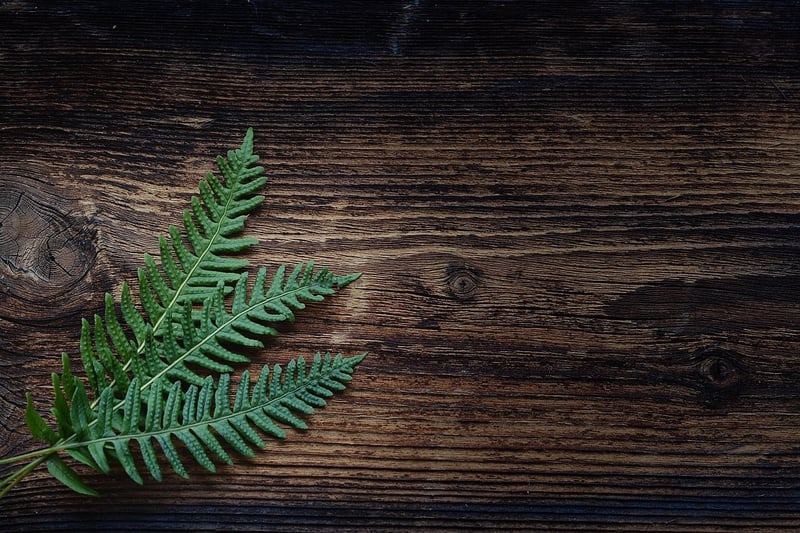 Green fern in shade