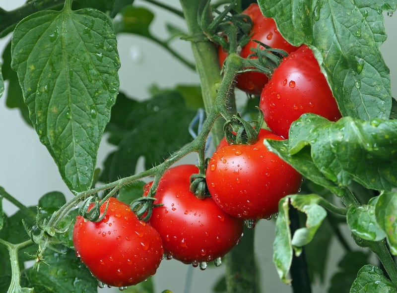 Tomatoes in the sun