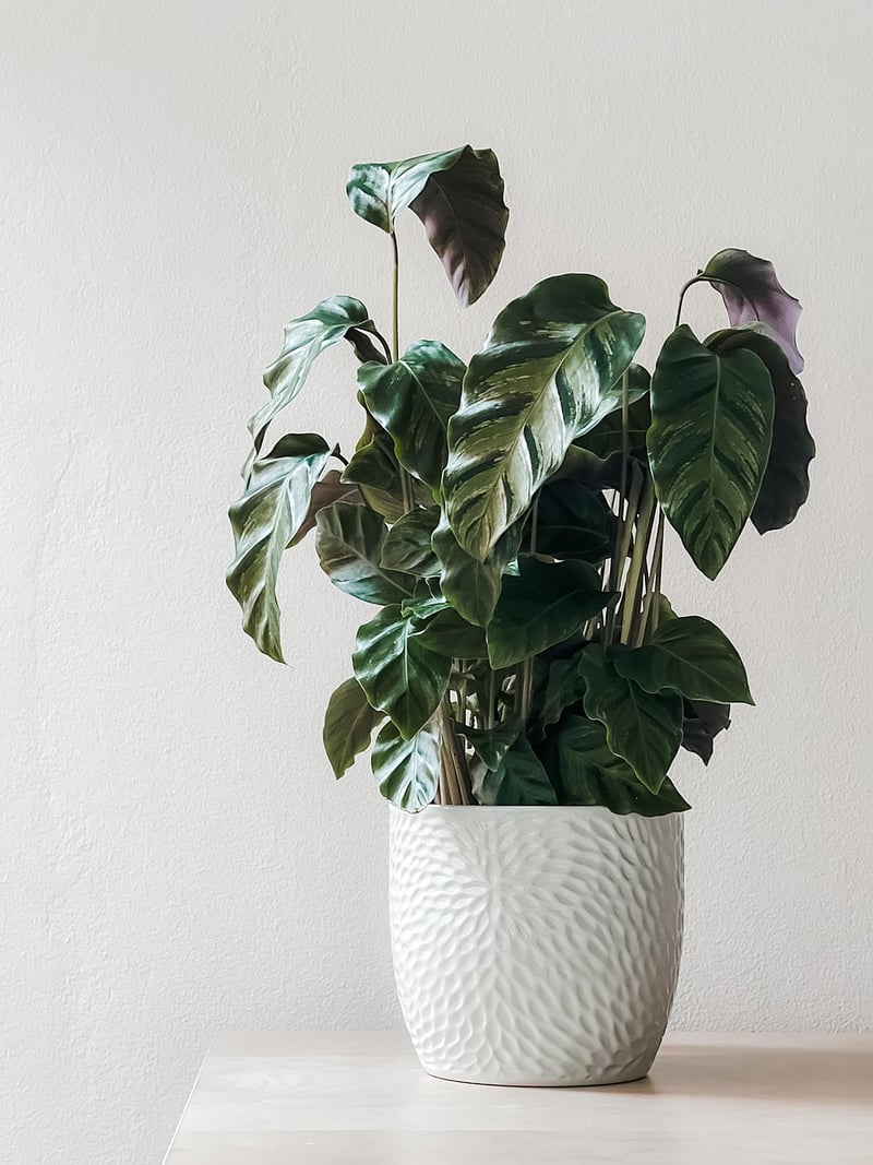 Indoor Plant Wall